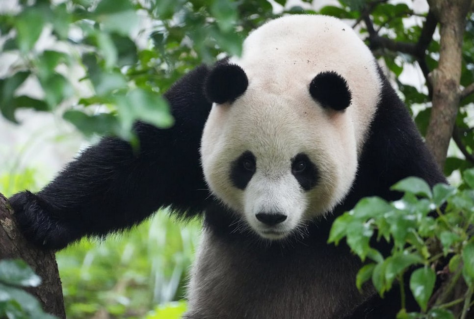 großer Panda im Baum